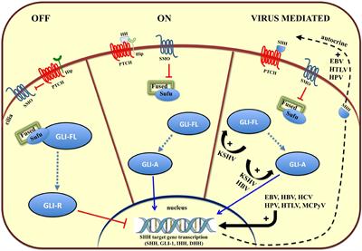 When Viruses Cross <mark class="highlighted">Developmental Pathways</mark>